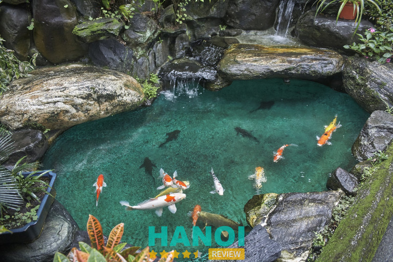 As Koi Farm, Hà Nội