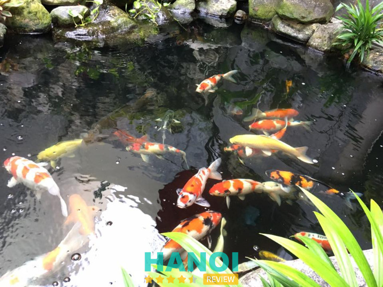 Koi Coffee, Hà Nội