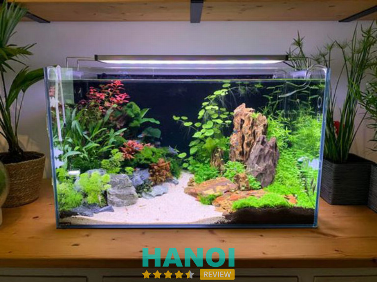 Cá cảnh Thái Hòa, Hà Nội