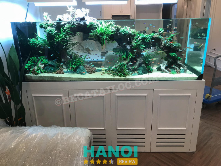 Bể Cá Tài Lộc, Hà Nội