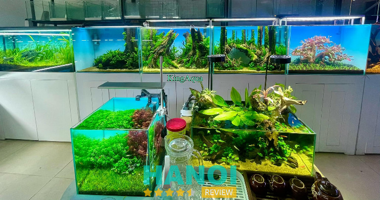 King Aqua, Hà Nội