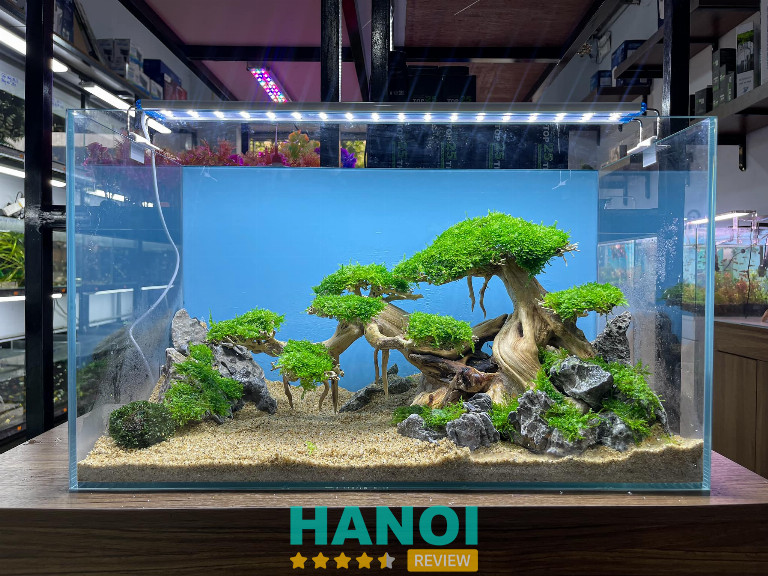 Đông Anh AQUA, Hà Nội