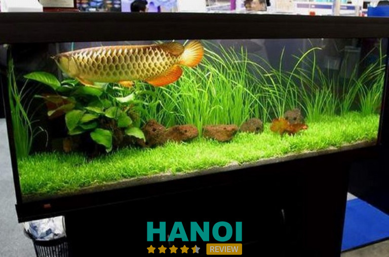 Cá Cảnh Hoàng Gia, Hà Nội