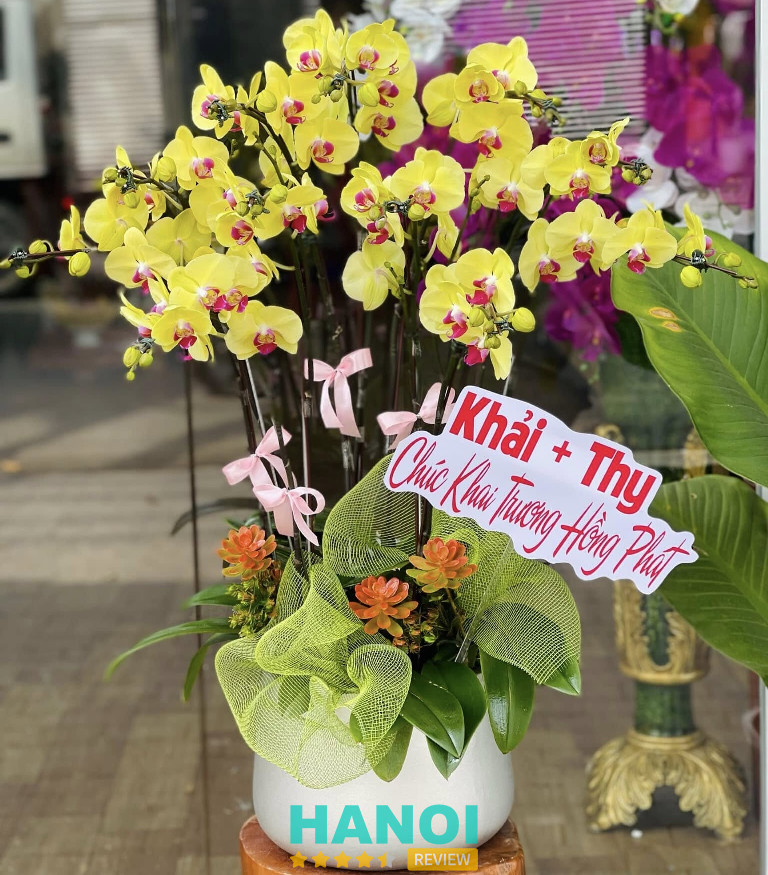Chậu lan hồ điệp chúc mừng khai trương