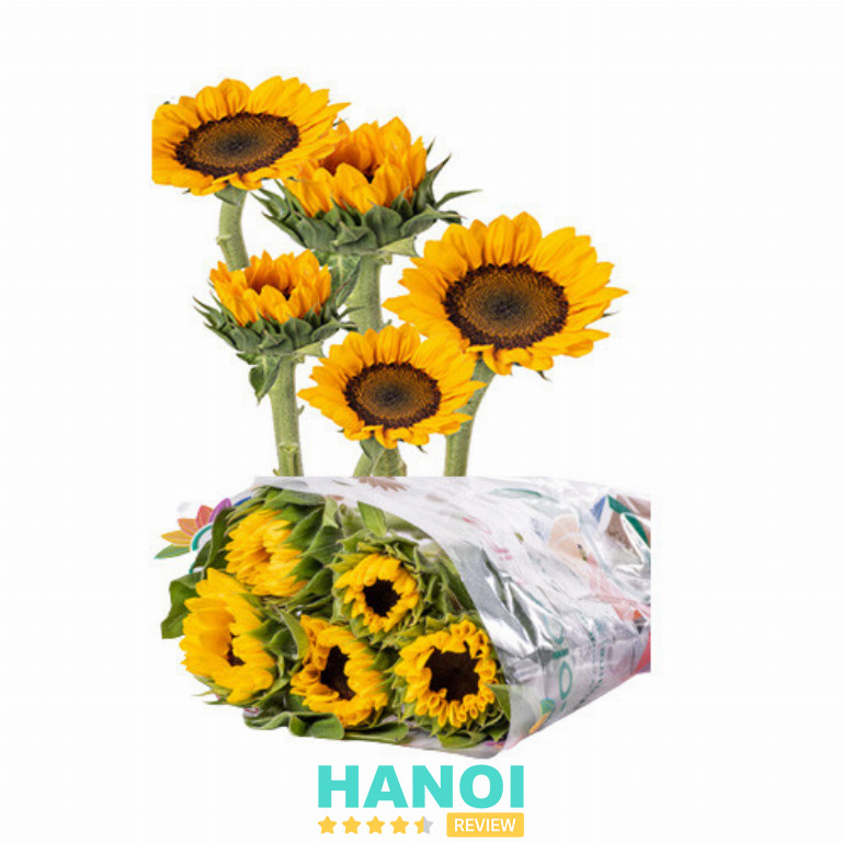 Dalat.flowers cung cấp hoa hướng dương Đà Lạt 