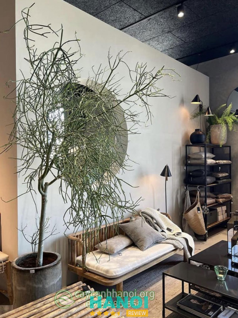 Cây Cảnh Hà Nội – Tây Hồ