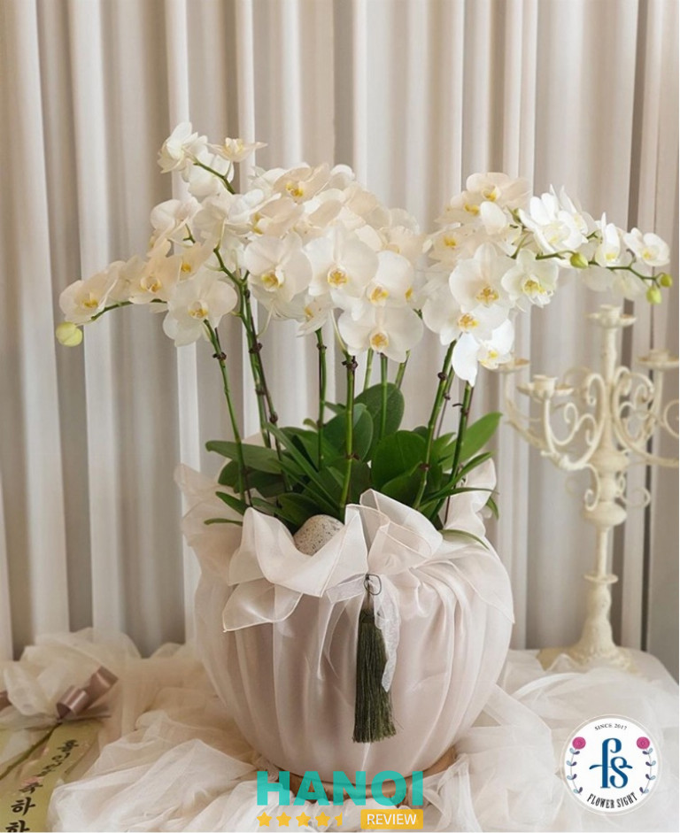 Flower Sight gợi ý 7 loại hoa tặng sinh nhật mẹ