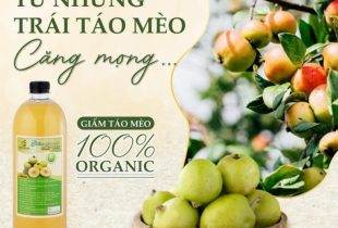 Giấm táo mèo mộc lan nhiên