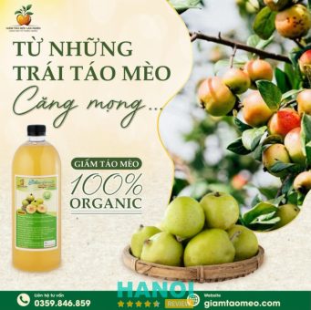 Giấm táo mèo mộc lan nhiên