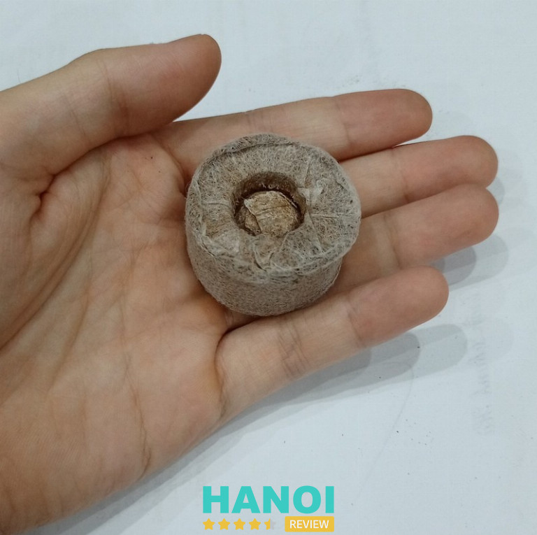 Cây Cảnh Hải Đăng - Long Biên