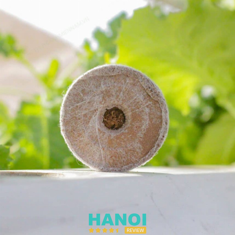 Nông Nghiệp Phố - Thanh Xuân