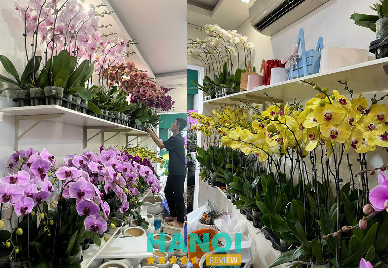 Hoa lan hồ điệp FLoLi Thanh Xuân