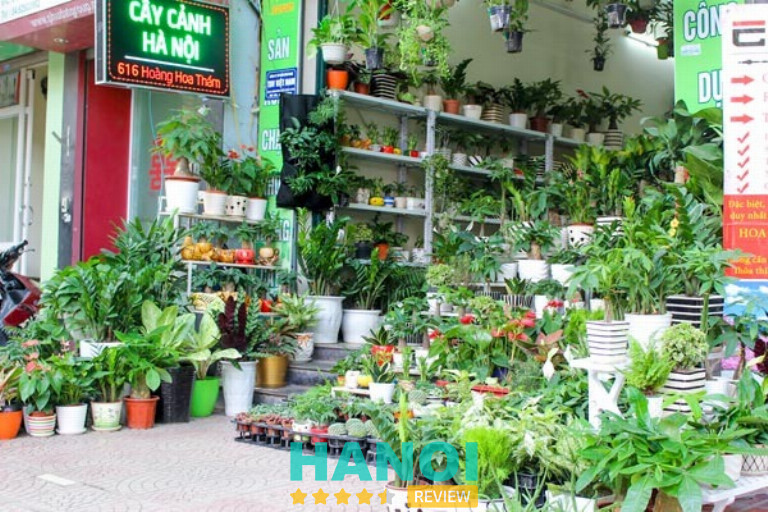 Cây cảnh Hà Nội - Tây Hồ
