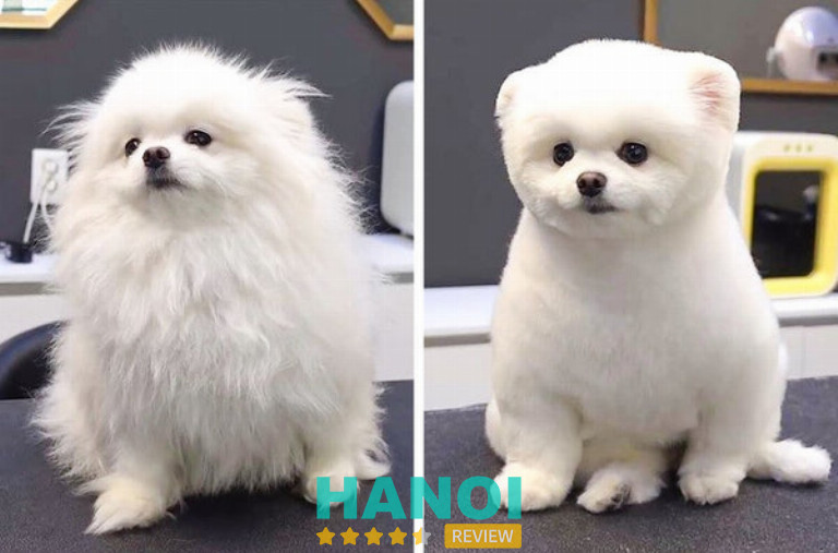 Sasu Petshop, Ba Đình