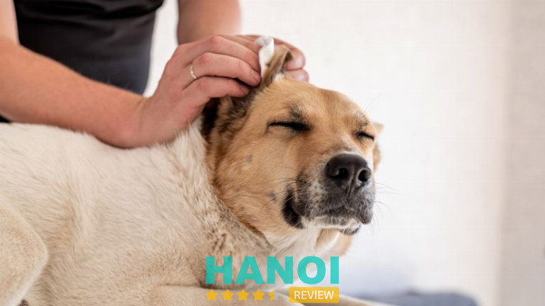 J & Pet Shop Spa, Hà Nội